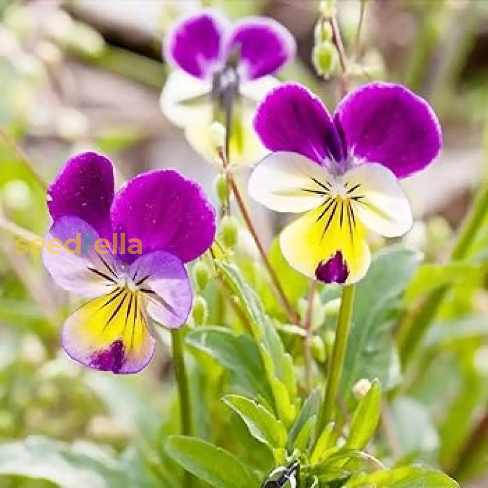 Wavy Viola Tricolor Flower Seeds: Vibrant Blossoms For A Colorful Garden Display Seeds