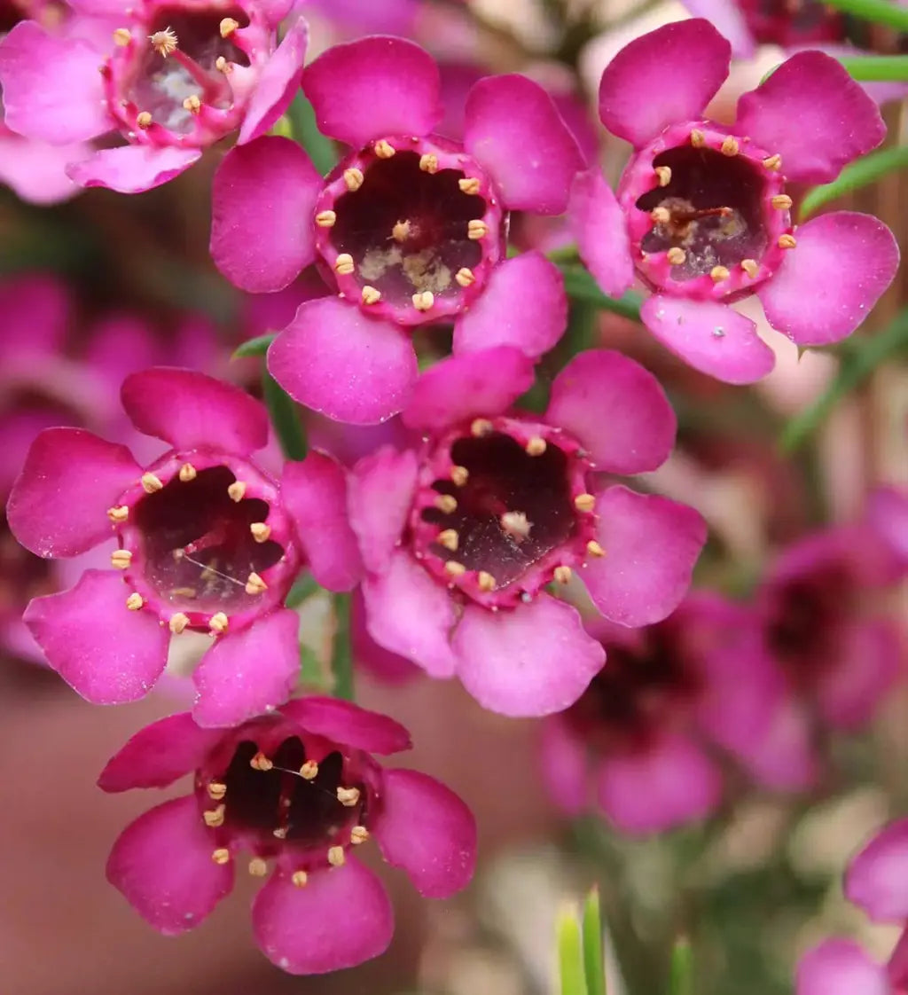 Close-up of fragrant Wax Flower blossoms