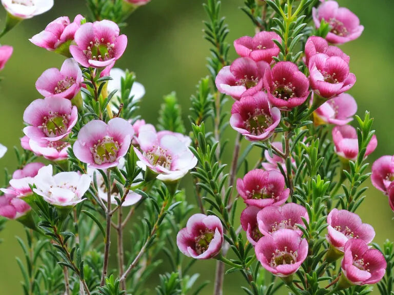 Wax Flower growing beautifully in pots