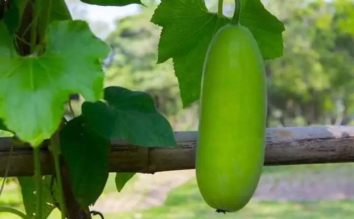 Green wax gourd growing seeds for home gardens