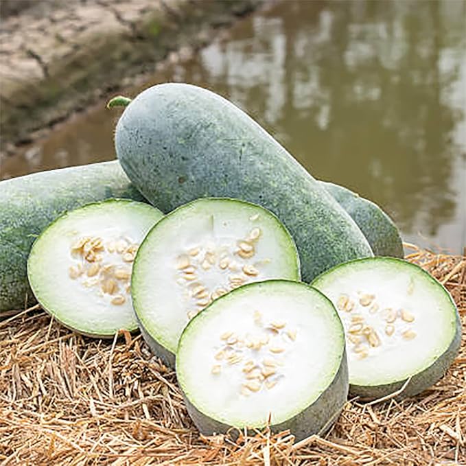 Wax Gourd seeds warm season planting guide