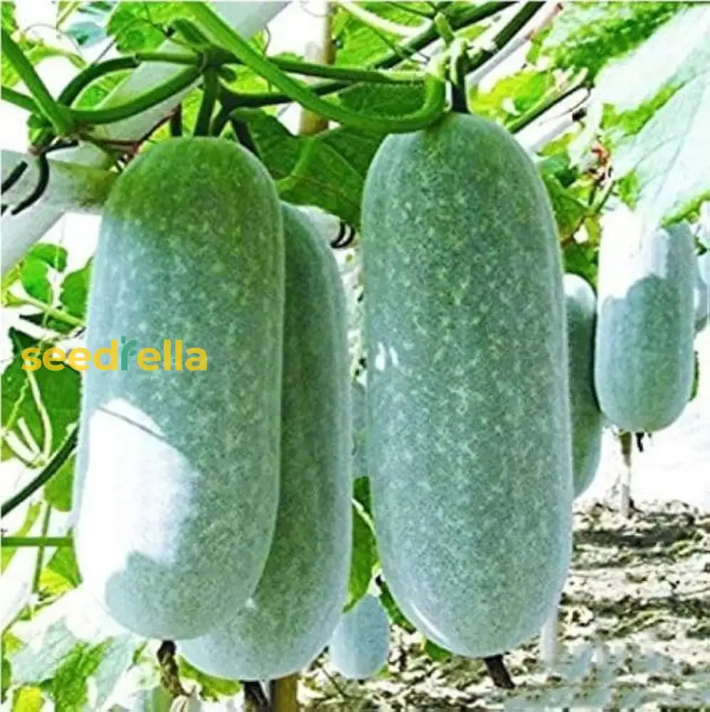 Wax Gourd Planting Seeds  Ideal For Your Vegetable Garden Seeds