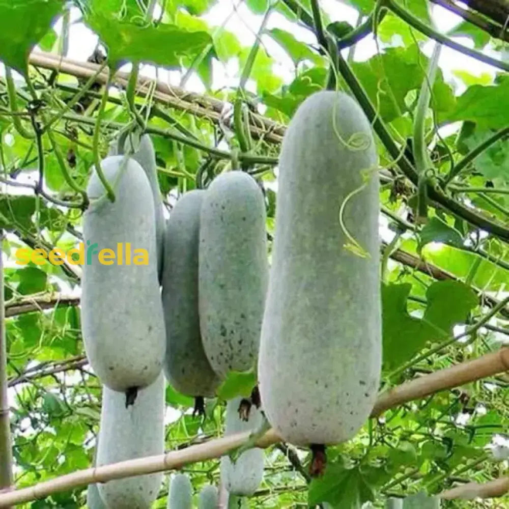 Wax Gourd Planting Seeds  Ideal For Your Vegetable Garden Seeds