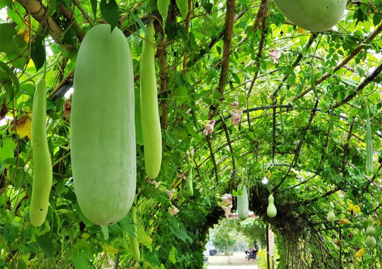 Wax gourd seedlings sprouting from seeds