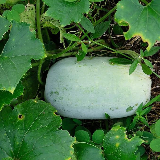 Wax Gourd seeds ideal for home garden growing