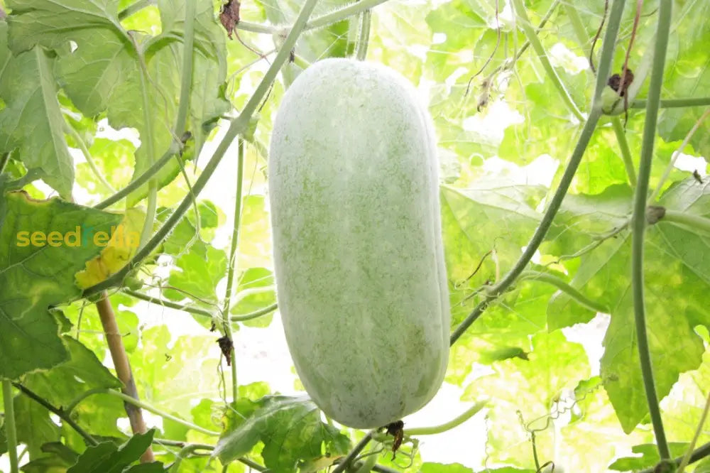 Wax Gourd vines growing in a home garden