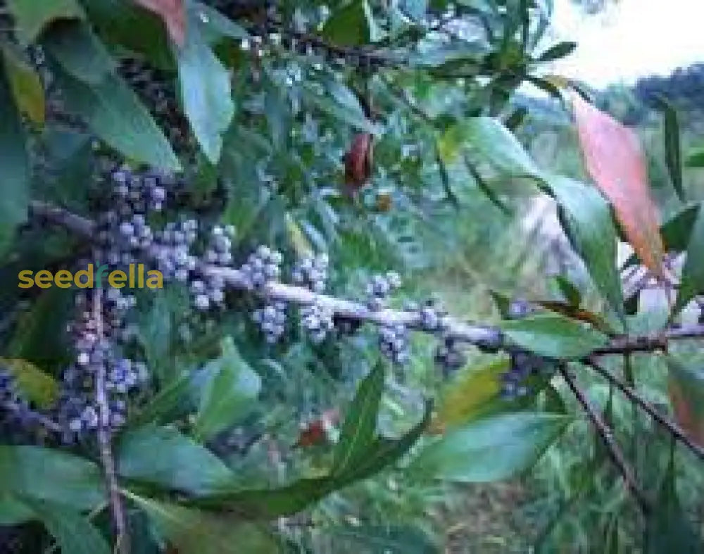 Mature Wax Myrtle Tree in Landscape Garden
