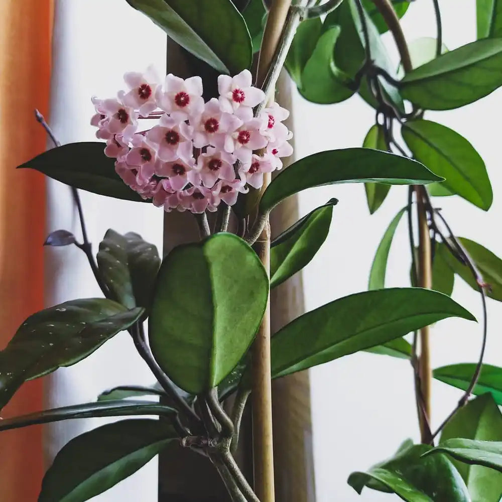 Wax Plant Seeds for Planting