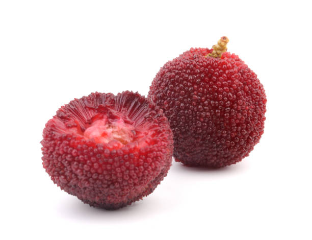 Waxberry Tree Growing in Garden, Healthy Tree with Fresh Berries