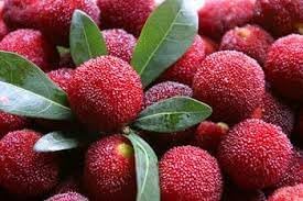 Waxberry Fruit Seeds for Planting, Easy Guide for Growing Unique Berries in Your Garden