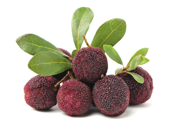 Step-by-Step Guide for Planting Waxberry Fruit Seeds in Your Garden