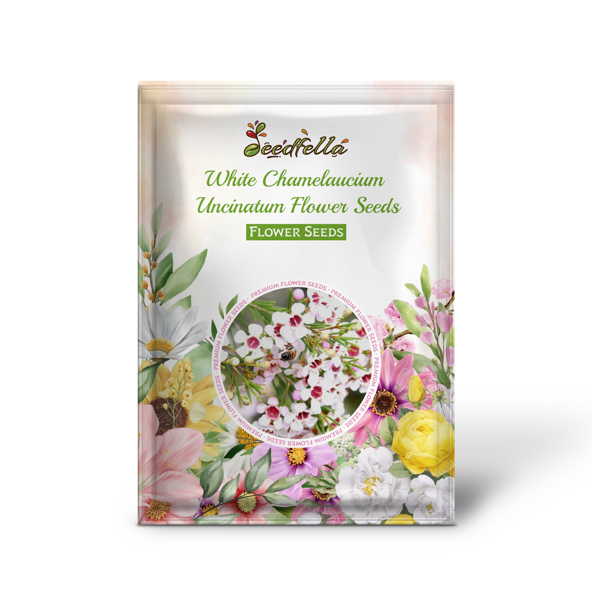White Waxflower Seeds for decorative garden planting