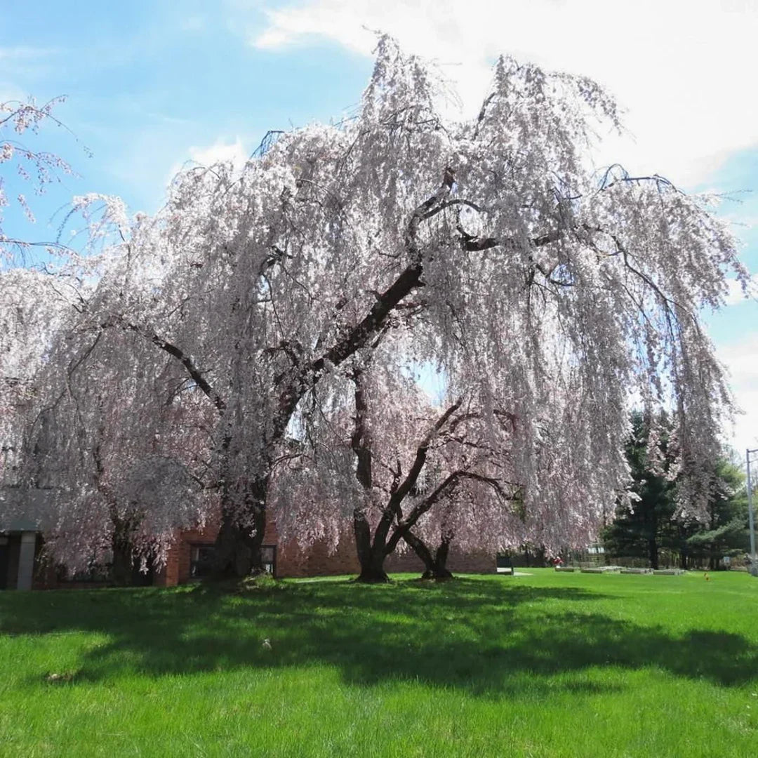 Weeping Cherry Tree for Garden – Flowering Ornamental Plant Seeds