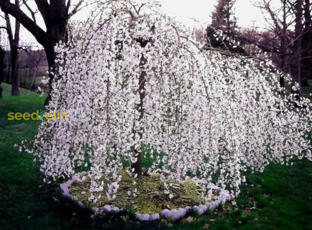 Weeping Cherry Tree Seeds - Ornamental Flowering For Beautiful Garden Planting Flower