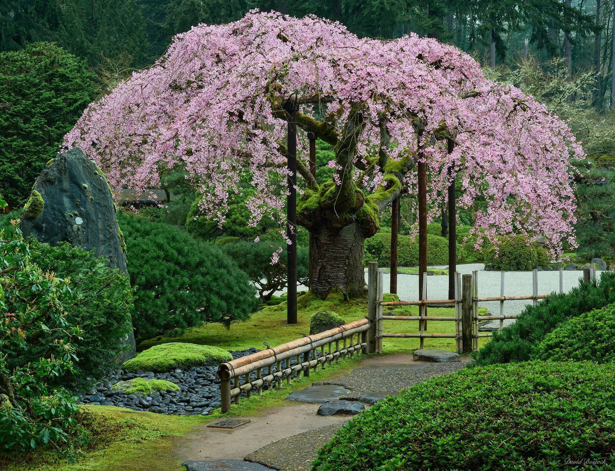 Weeping Cherry Tree Seeds for Planting – Ornamental Flowering Tree