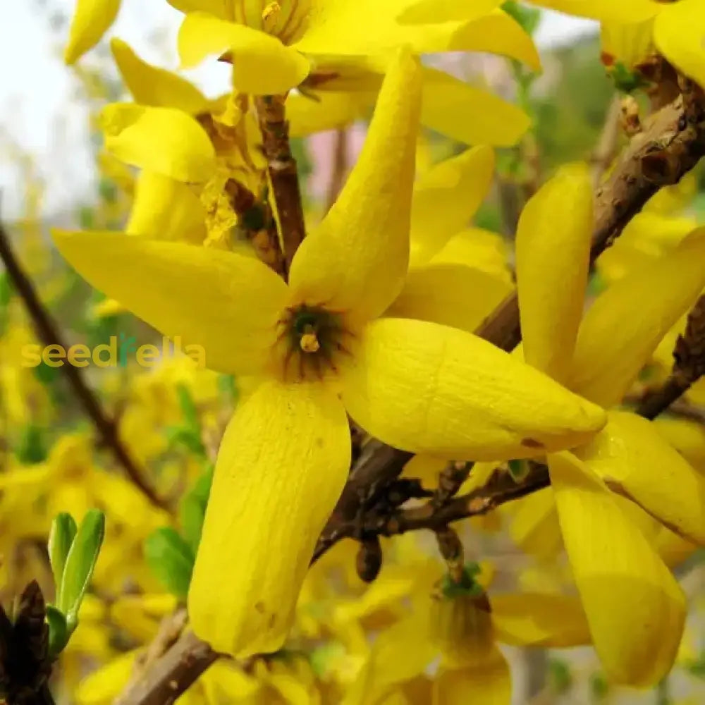 Weeping Forsythia Flower Seeds - Premium Planting For A Beautiful Garden Display