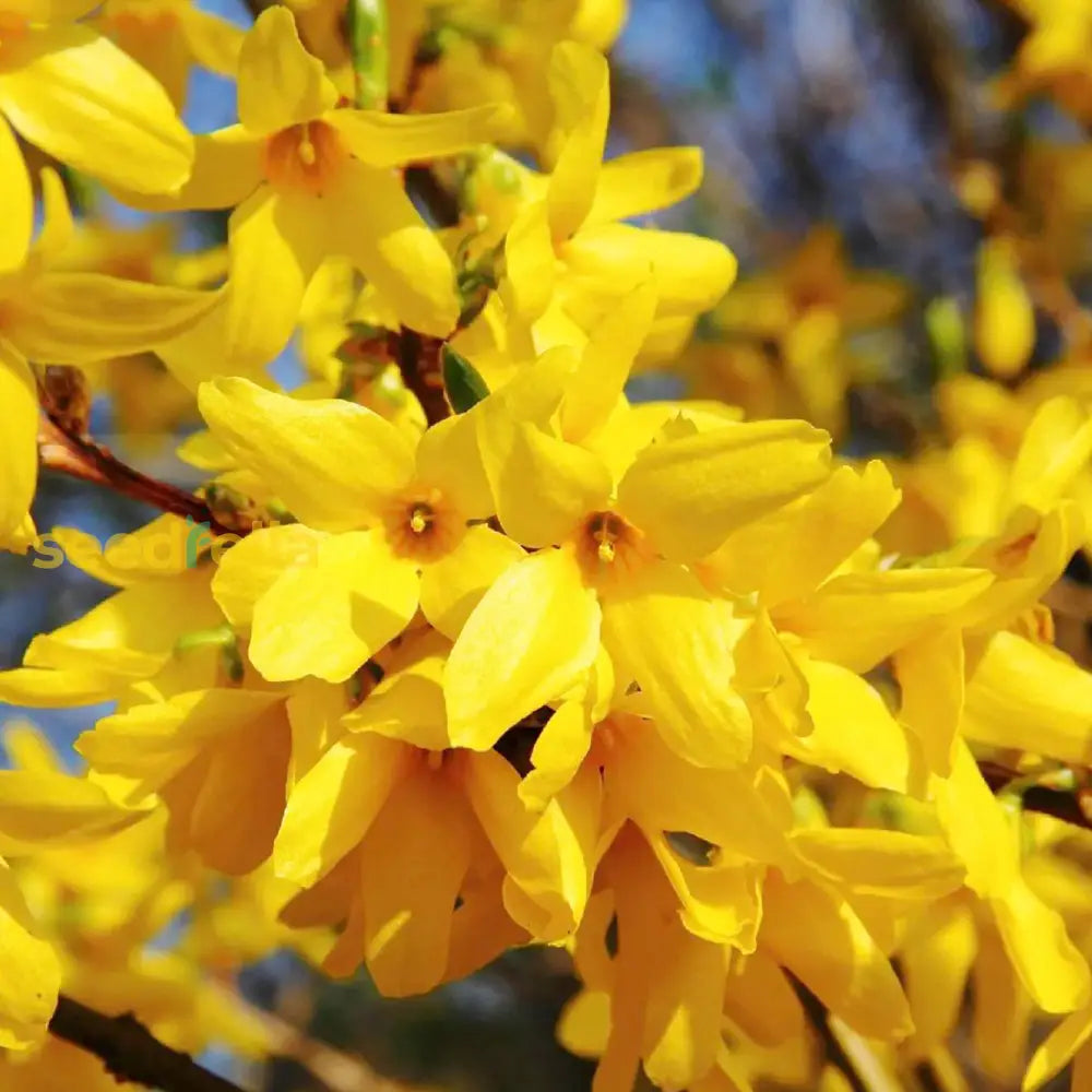 Weeping Forsythia Flower Seeds - Premium Planting For A Beautiful Garden Display