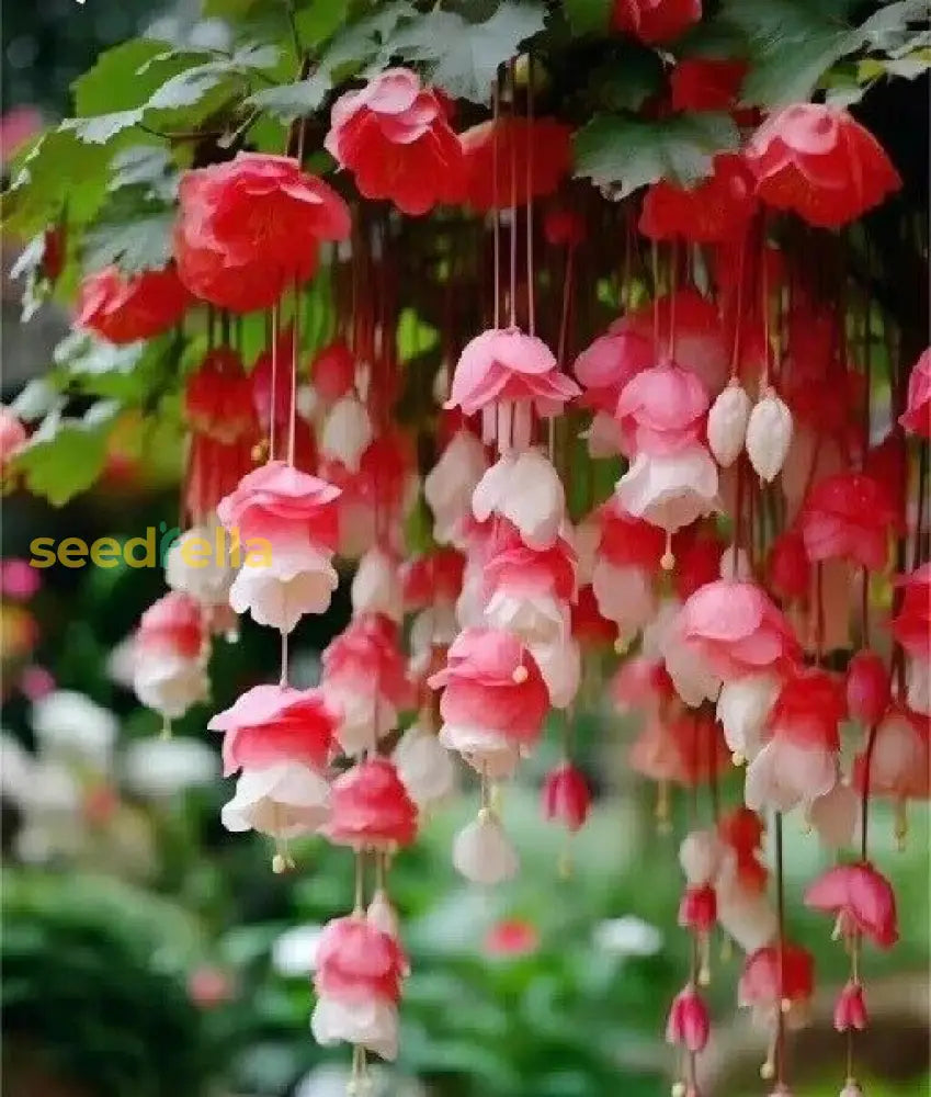 Weeping Pink Flower Seeds For Planting - Enhance Your Garden