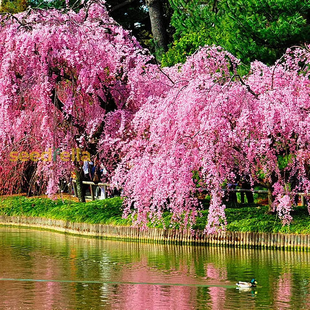 Weeping Sakura Seeds Plant Cherry Blossom For Growing In The Garden Or Home Vegetable Best Selling