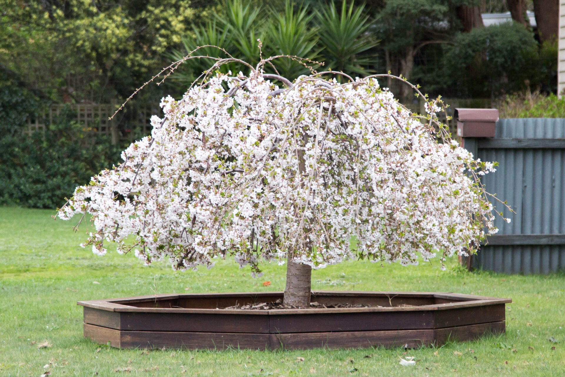 Weeping tree seeds for elegant landscape enhancement