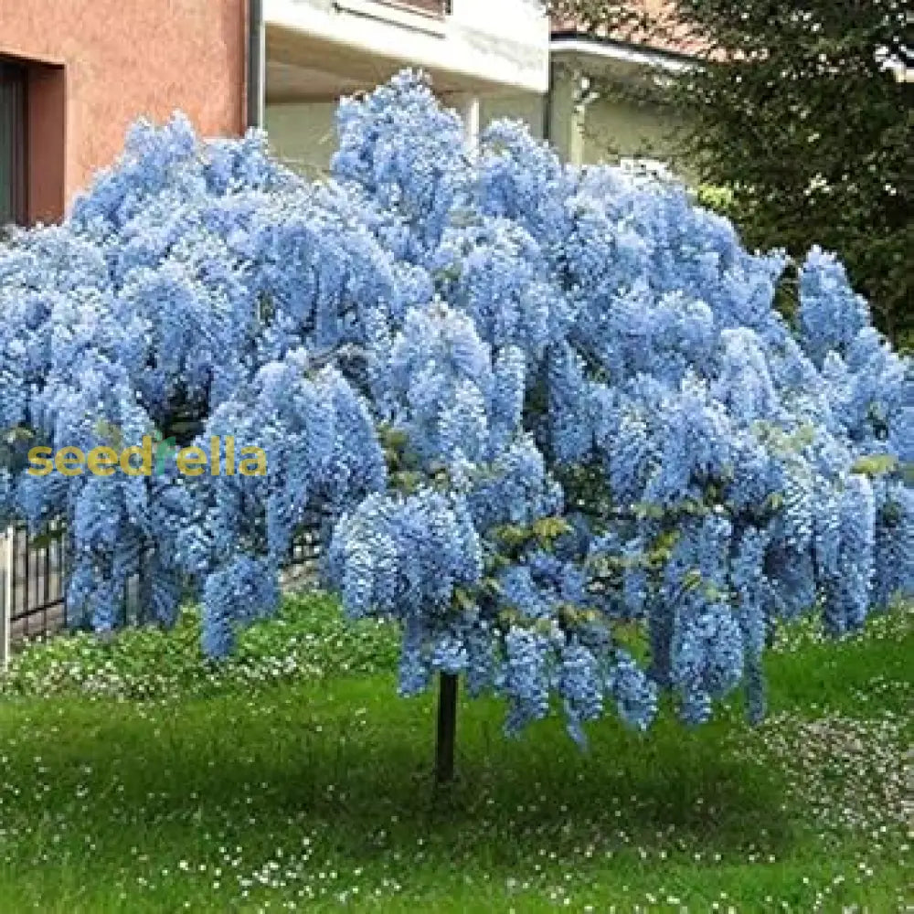 Weeping Wisteria Tree Seeds For Planting Blue Plant Seeds