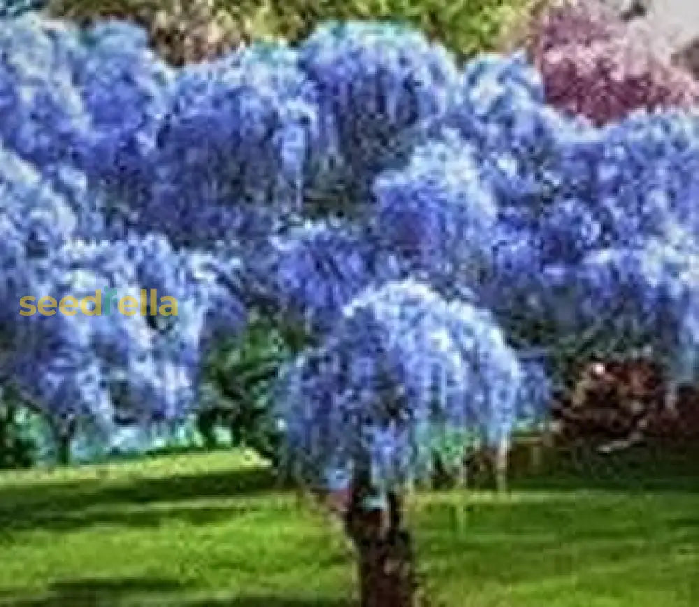 Weeping Wisteria Tree Seeds For Planting Blue Plant Seeds