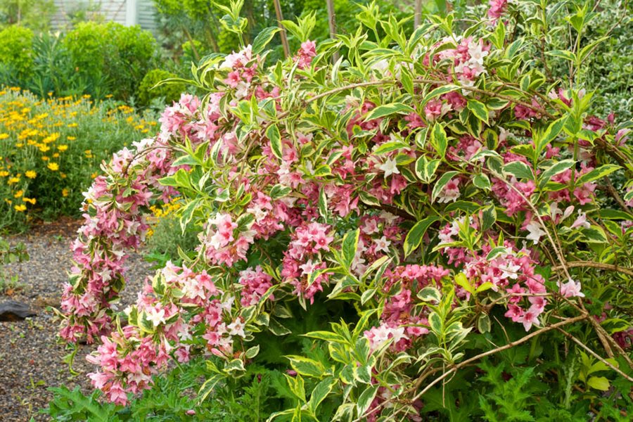 Mixed Weigela Plants in Garden Border