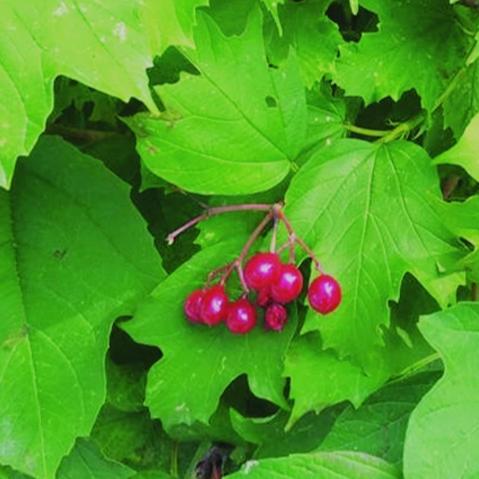 Wentworth high-bush cranberry seeds growing into dense ornamental shrub