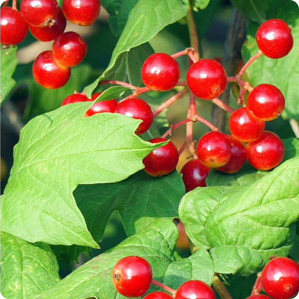 Wentworth high-bush cranberry seeds Viburnum trilobum red berry shrub