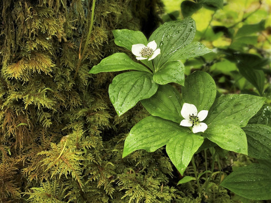 Western Bunchberry (Cornus unalaschkensis) seeds for planting
