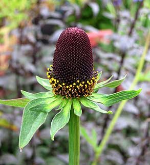 Western Coneflowers Blooming in Sunny Garden Field