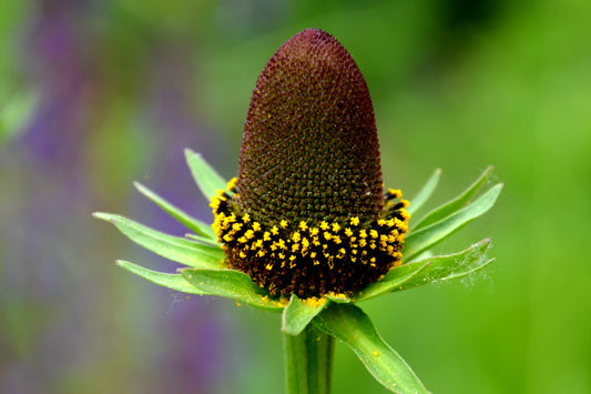 Western Coneflower Seeds Rudbeckia occidentalis Green Wizard Black Flower Plant