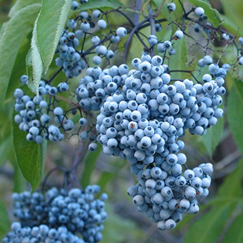Western Elderberry Seeds – Sambucus cerulea Non-GMO Native Berry Plant