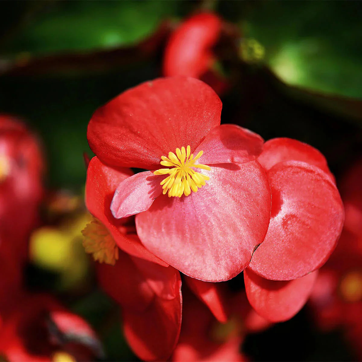 Begonia Seeds For Indoor Planting Flower