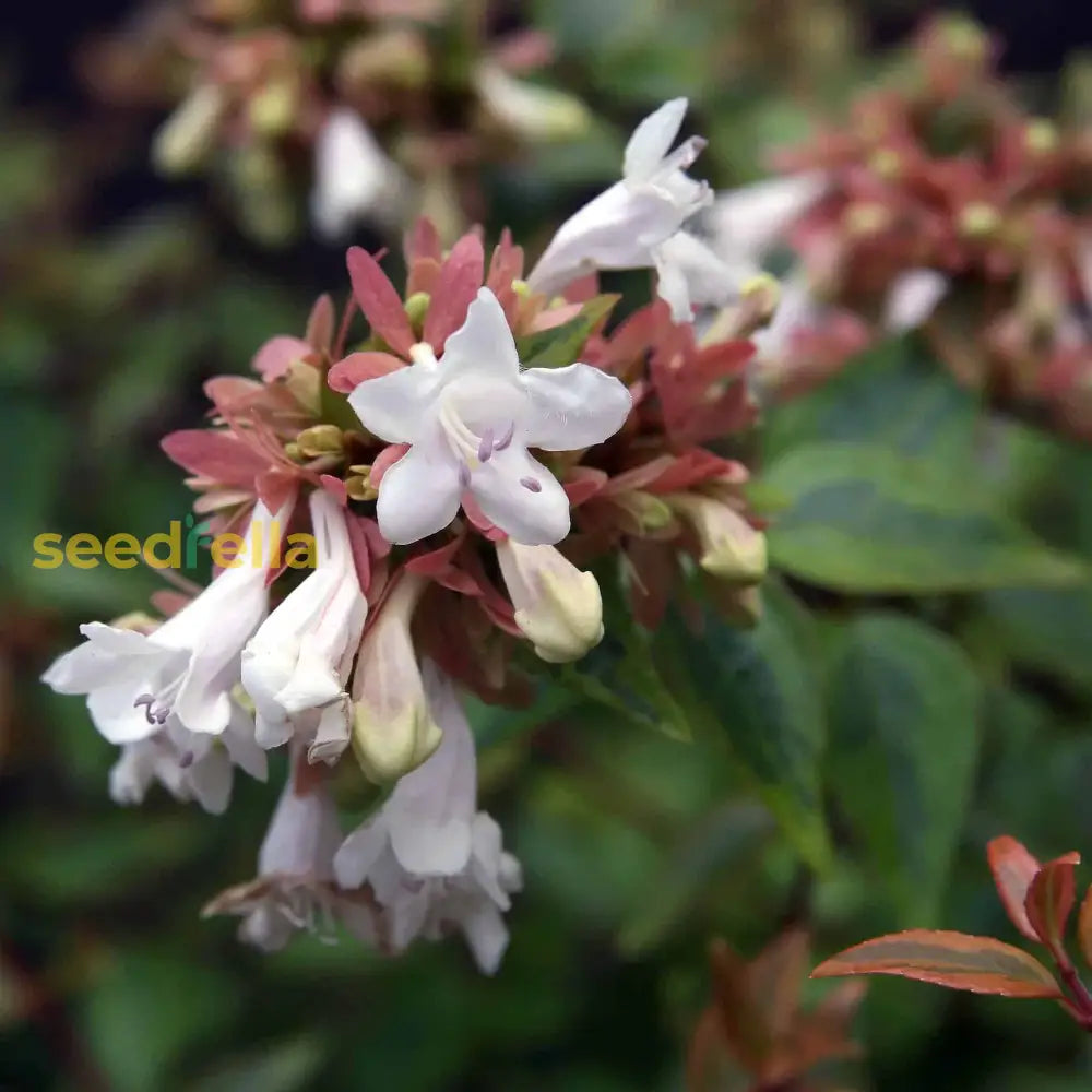 White Abelia Flower Seeds For Easy Planting