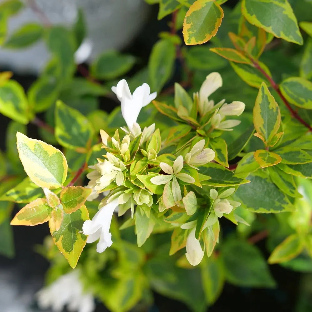 White Abelia Seeds for Planting – Premium Non-GMO Flower Seeds