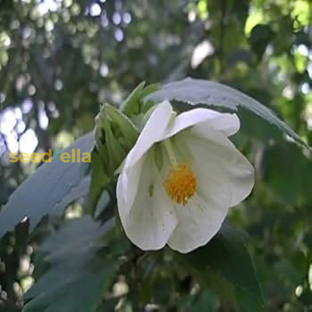 White Abutilon Flower Planting  Seed For Stunning Soft Flowers To Enrich Your Garden Seeds