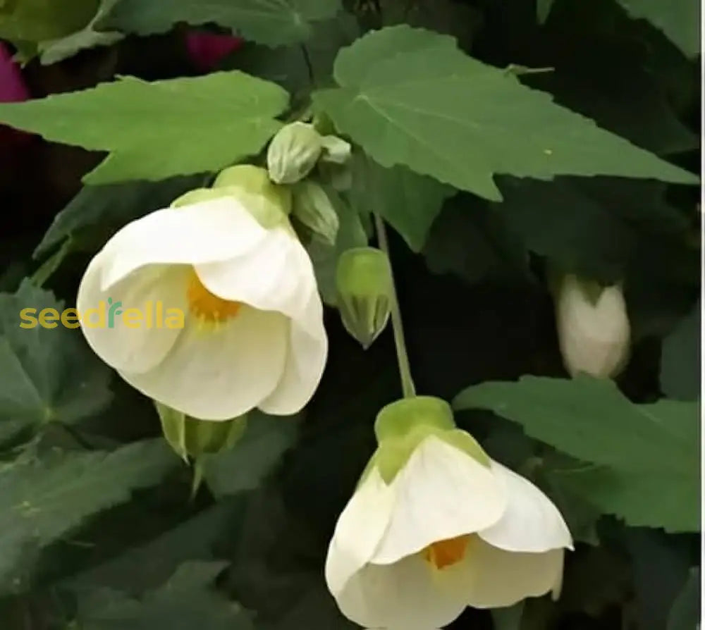 White Abutilon Flower Planting  Seed For Stunning Soft Flowers To Enrich Your Garden Seeds