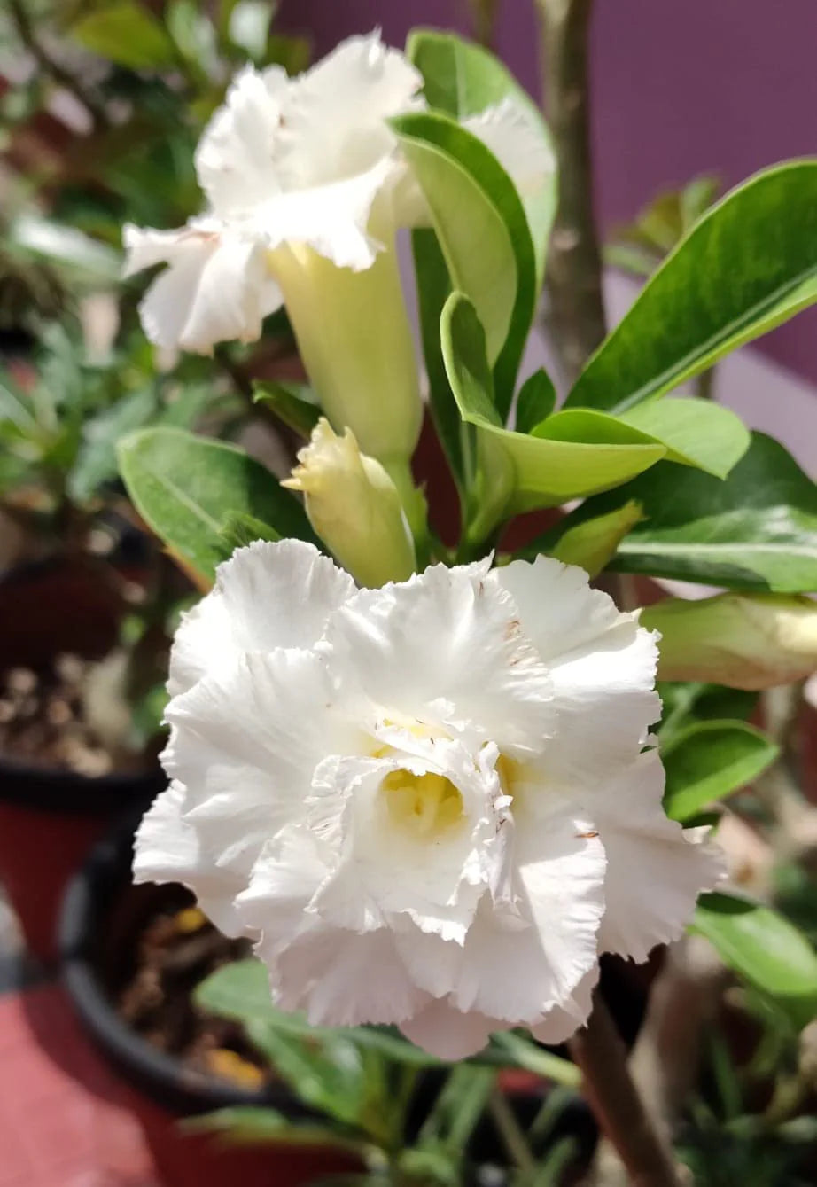 Beautiful White Adenium plant in full bloom with bright white flowers in a home garden