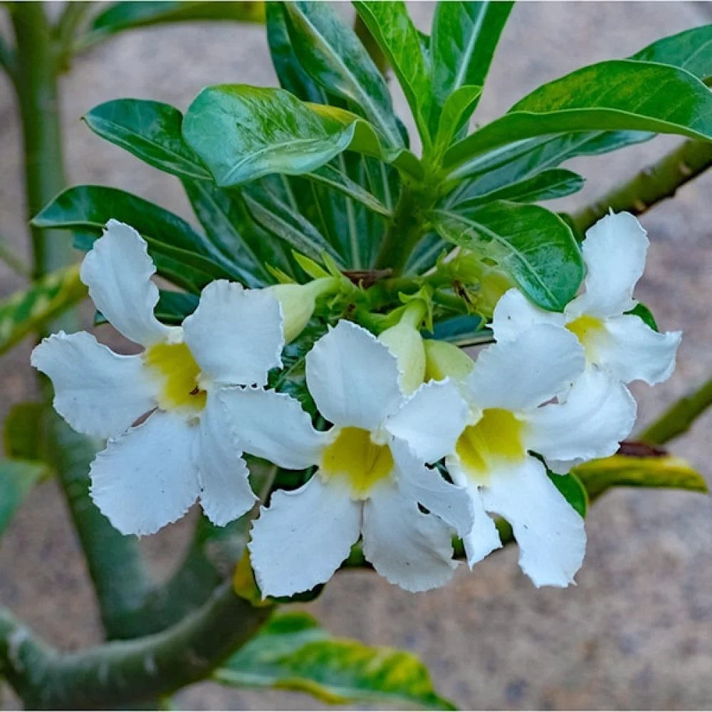 White Adenium flowers growing in pots, creating a charming decorative garden display.