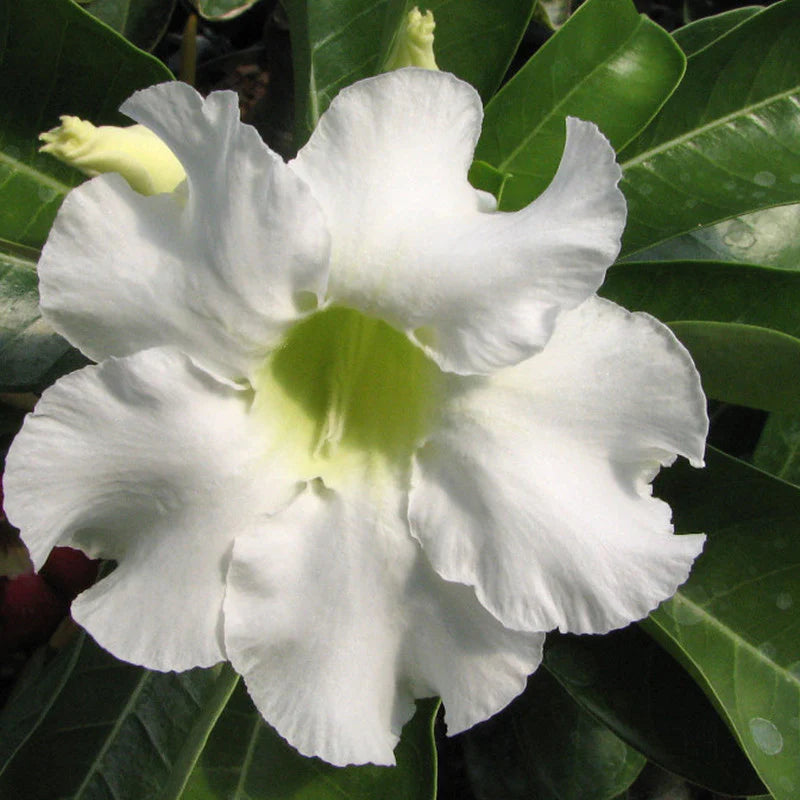 Close-up of White Adenium Flower Seeds showing texture and premium quality for planting.
