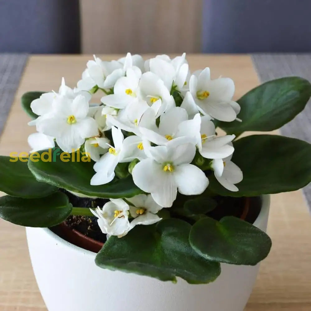 White African Violet Flower Seeds For Exotic Ground Cover Planting