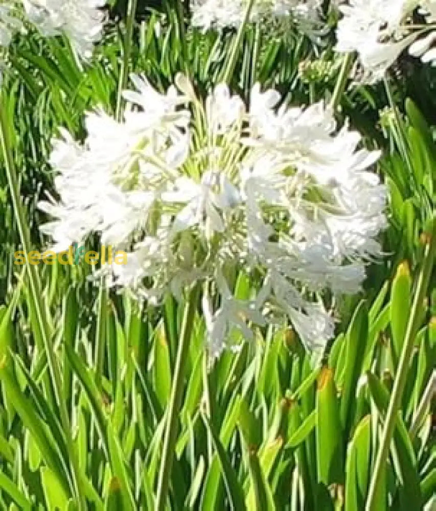 White Agapanthus Flower Seeds For Planting - Stunning Perennial Blooms