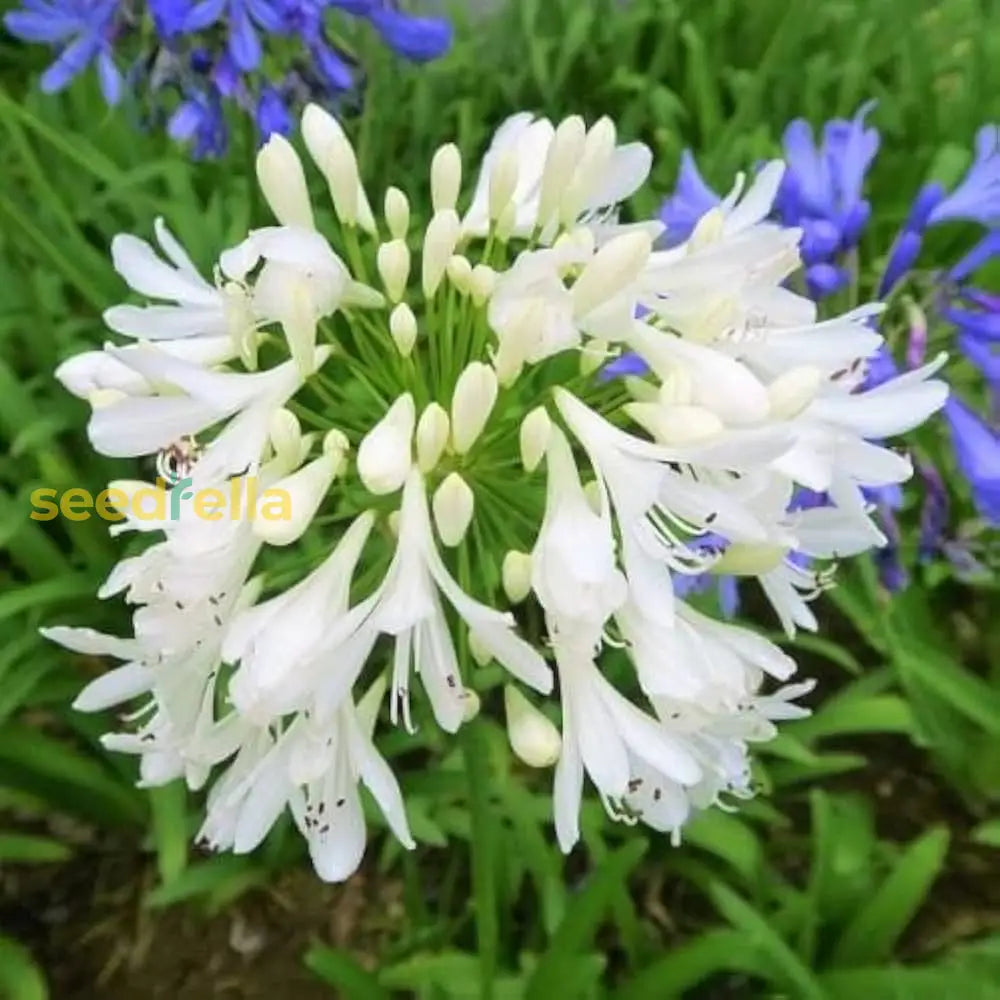 White Agapanthus Flower Seeds For Planting - Stunning Perennial Blooms