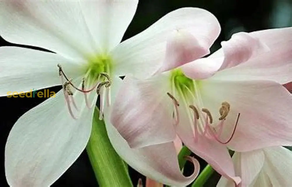 White Amaryllis Seeds For Planting Plant Seeds