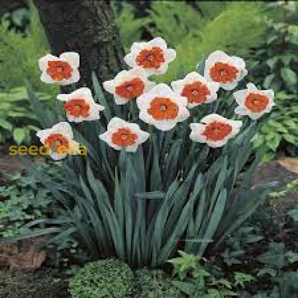 White And Orange Daffodil Seeds For Planting