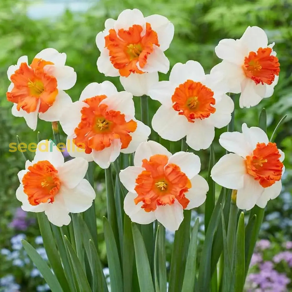 White And Orange Daffodil Seeds For Planting