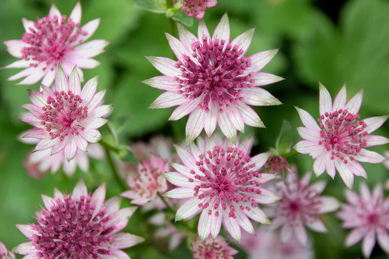 White and Pink Astrantia blooms for elegant garden planting