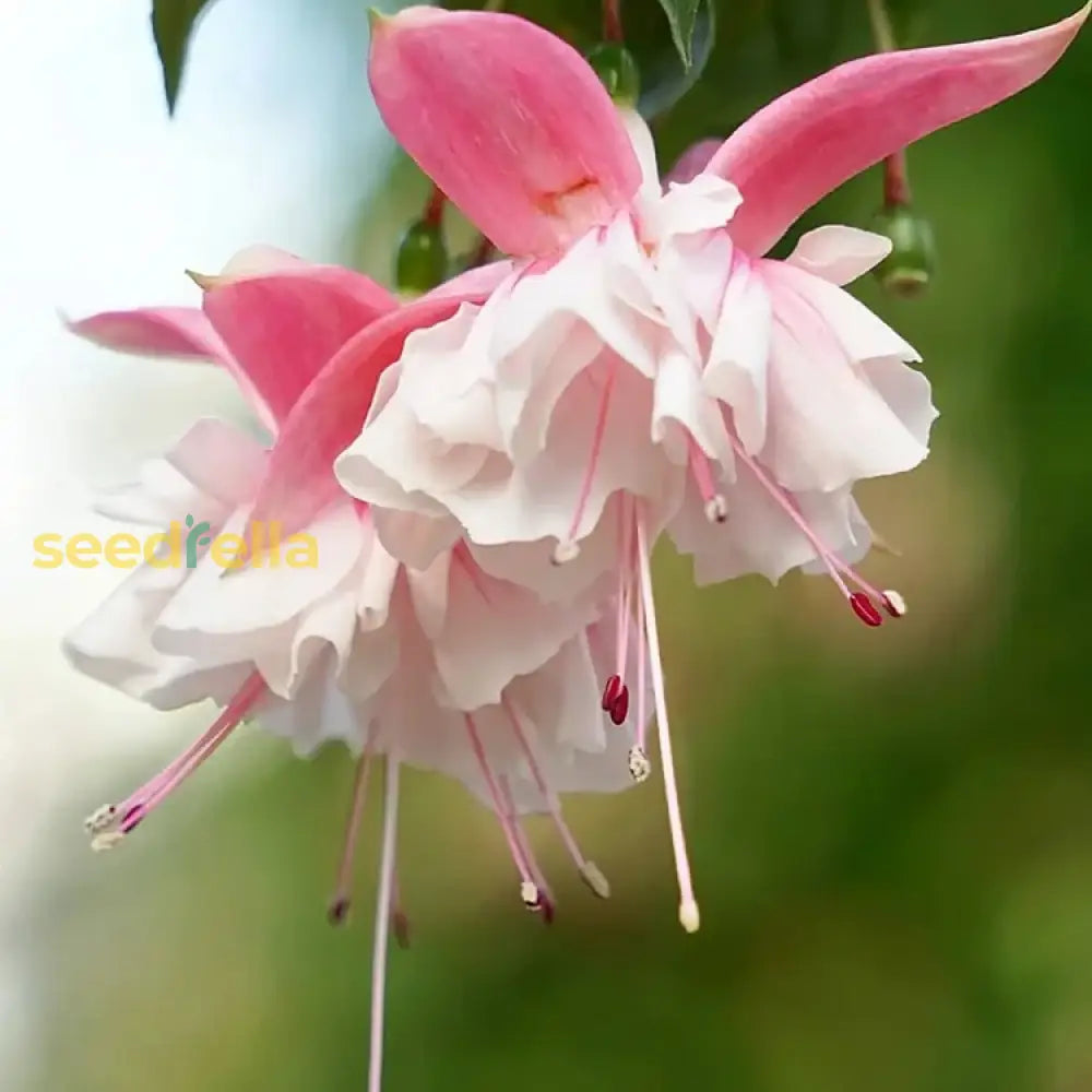 White And Pink Fuchsia Flower Seeds For Planting