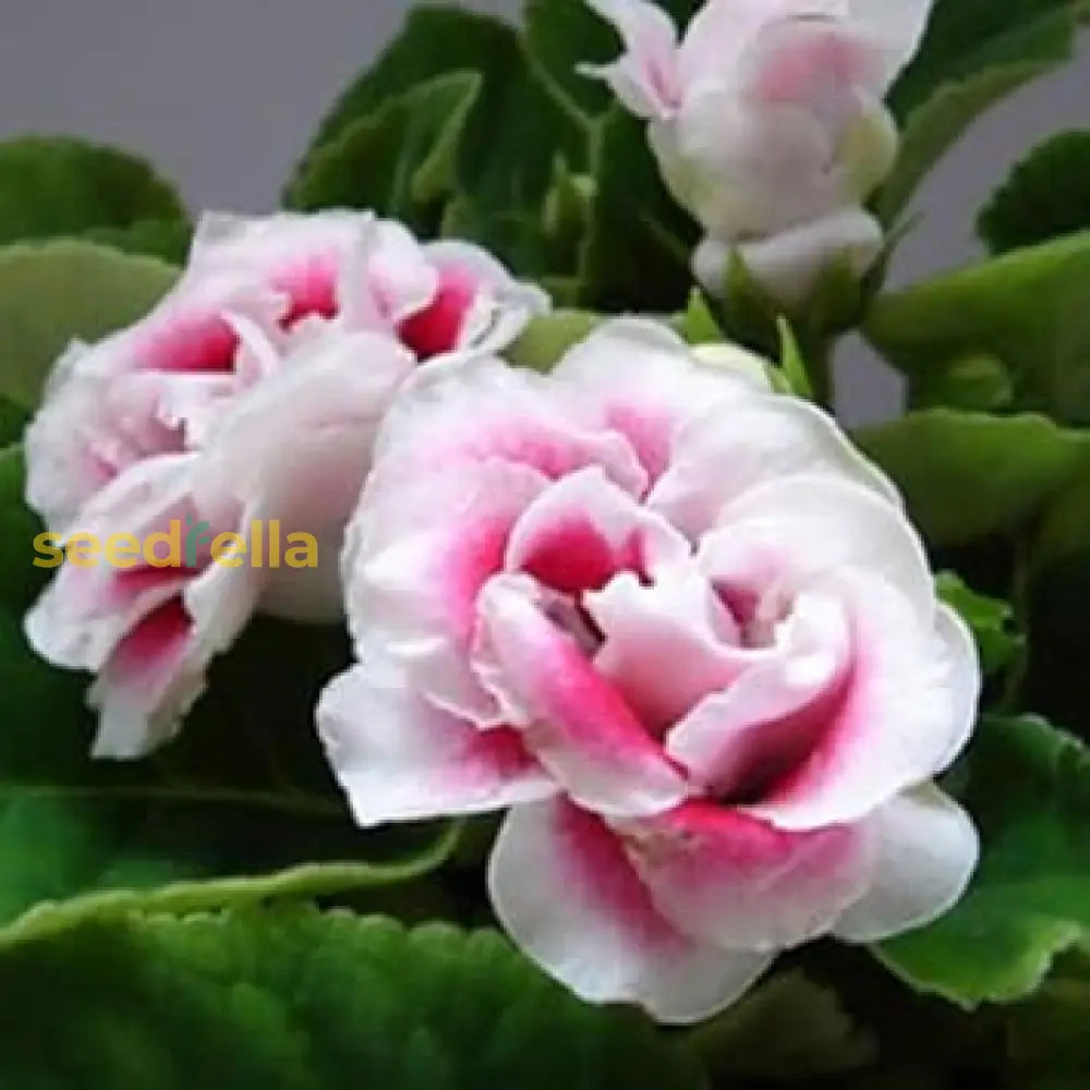 White And Pink Gloxinia Seeds For Planting Flower